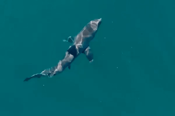 Images de drone prises samedi d'un requin au large de Coogee Beach à Sydney.