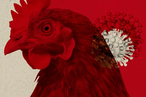 Les poulets et les chats sont menacés par une épidémie imminente de grippe aviaire dévastatrice H5N1.