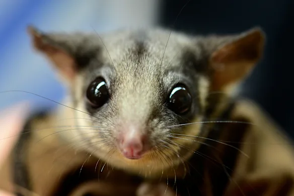Un opossum de Leadbeater au sanctuaire de Healesville.