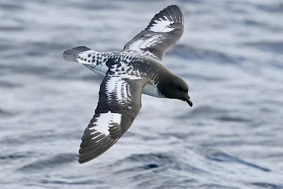 Un pétrel pintado, un oiseau marin subantarctique rarement aperçu aussi loin au nord. Il est connu comme un suiveur de navire « professionnel ».