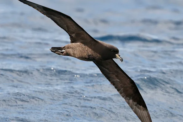 Un pétrel du Westland, qui n'est pas un oiseau marin subantarctique. Ils se reproduisent sur la côte ouest de l'île sud de la Nouvelle-Zélande et sont très rares en Nouvelle-Galles du Sud, mais ont été observés en grand nombre ces derniers jours.
