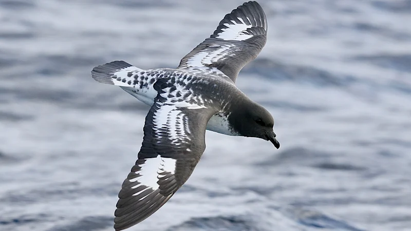 Un mystère « unique dans une vie » sur les oiseaux marins se dévoile sur la côte est de l'Australie