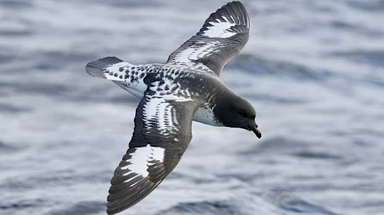 Oiseaux marins au large de la côte est, juillet 2026. USAGE UNIQUE