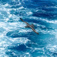 Grippe aviaire en Nouvelle-Galles du Sud : ce que nous savons du cas suspecté de H5 découvert chez un pétrel géant près de Hawks Nest