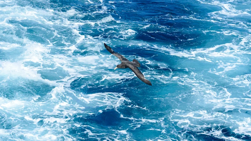 Grippe aviaire en Nouvelle-Galles du Sud : ce que nous savons du cas suspecté de H5 découvert chez un pétrel géant près de Hawks Nest