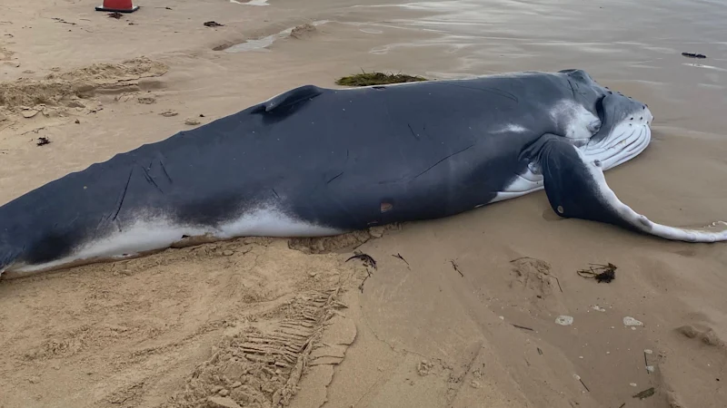 Une baleine à bosse échouée sur la plage de Greenhills à Cronulla sera testée pour la grippe aviaire