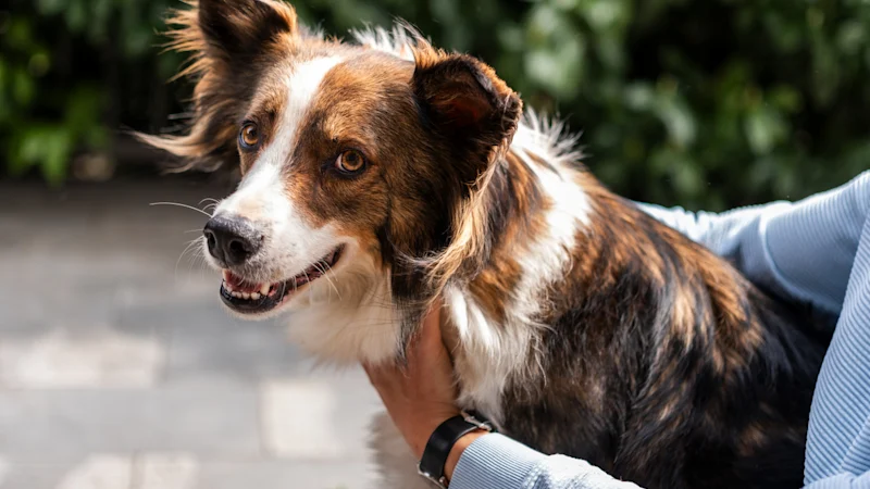La protection de votre chien est-elle hors de vue et hors de votre esprit ?