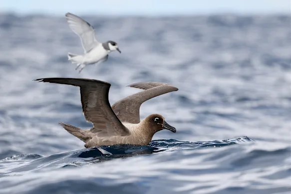 Albatros à manteau clair, qui a une envergure de deux mètres, avec un pétrel bleu en arrière-plan.