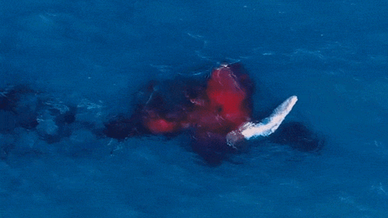 Une baleine à bosse en train d'accoucher pendant sa migration en mer filmée pour la première fois par un drone