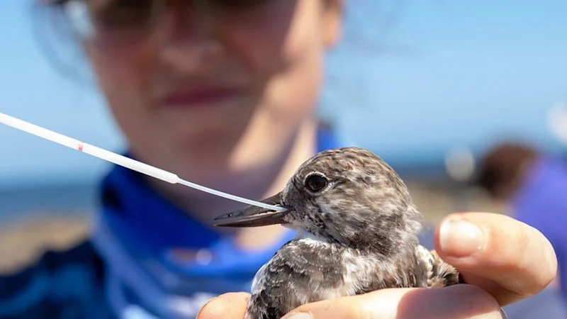 Grippe aviaire en Australie : le virus H5N1 confirmé sur le continent après des décès massifs au Cap Jaffa