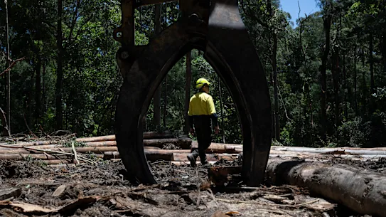 Un site d'exploitation forestière indigène dans la forêt d'État de Wild Cattle Creek qui fera partie du parc national du Great Koala.