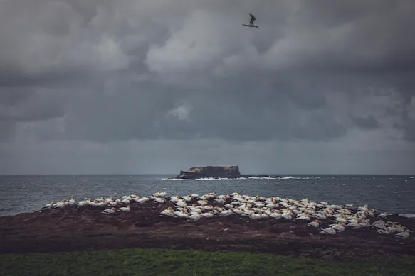 La « nouvelle » colonie de fous de Bassan sur Point Danger. Lawrence Rocks se trouve au-delà, à deux kilomètres au large.