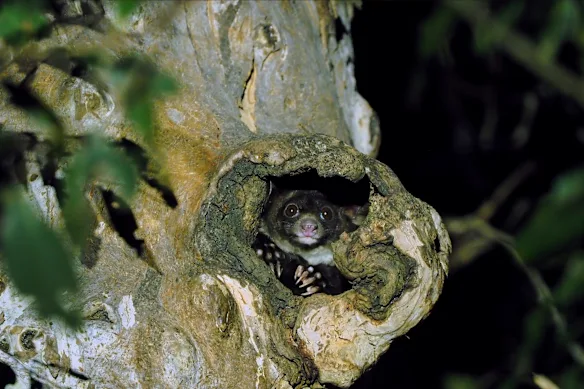 Un plus grand planeur dans un creux d'arbre dans la forêt domaniale de Glenbog.