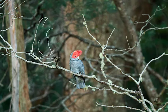 Un cacatoès gang-gang dans la forêt domaniale de Glenbog, dans le sud de la Nouvelle-Galles du Sud.