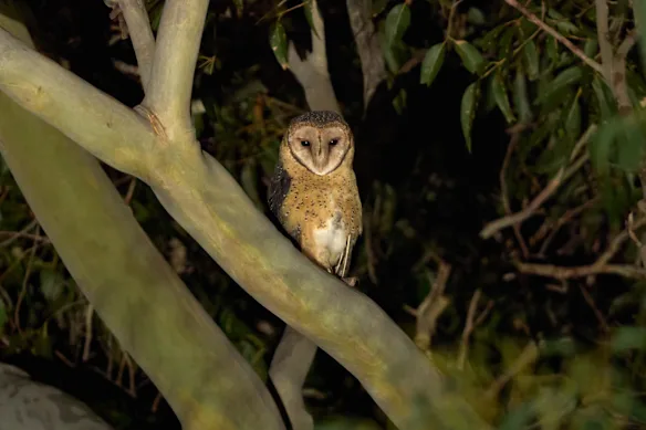 Un hibou masqué dans la forêt d'État de Flat Rock, dans le sud de la Nouvelle-Galles du Sud.
