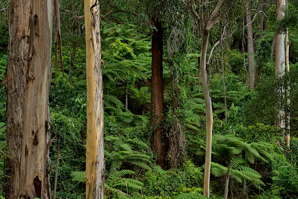 Forêt tropicale de Goodenia dans le parc national de la forêt du Sud-Est.