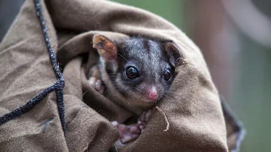 Des colonies d'opossums de Leadbeater, en danger critique d'extinction, ont été établies près du coup d'État de l'exploitation forestière au mont Horsfall.