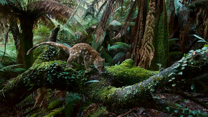 La proposition du parc national Great Southern Forest qui éclipserait le parc national Great Koala