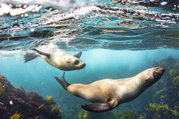 Otaries à fourrure nageant autour de l'île Montague, Narooma. 