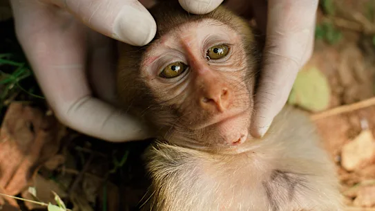 Un singe examiné dans le documentaire Sentient, réalisé par Tony Jones.