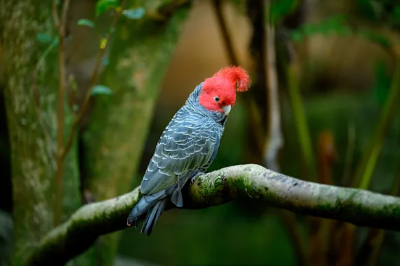 Un cacatoès gang-gang au zoo de Taronga.