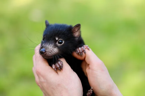 Les diables de Tasmanie tels que ce chiot sont considérés comme à risque face au virus, en raison de leurs habitudes de recherche de nourriture.