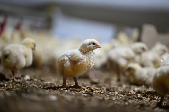 Des efforts frénétiques sont en cours pour empêcher le H5N1 de pénétrer dans les élevages de volailles commerciaux.