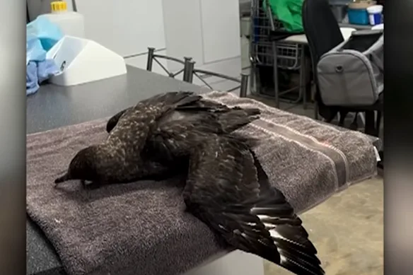 Ce labbe, trouvé malade sur une plage près d'Esperance dans l'État de Washington, était le premier cas australien de la variante mortelle H5N1.