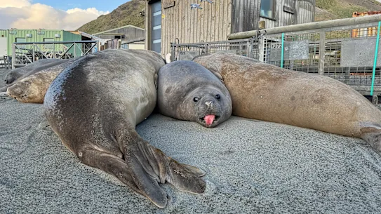 Sceaux dans les bâtiments de la gare de Macquarie Island.