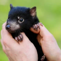 Financement de la grippe aviaire en Australie : les groupes de défense des animaux préviennent que les 20 millions de dollars destinés à la protection de la faune indigène sont considérablement insuffisants
