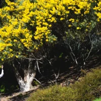 Hiver à Sydney : pourquoi la chaleur record provoque une floraison précoce des fleurs et a un impact sur les stations de ski