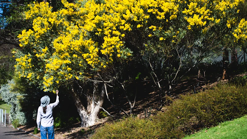 Hiver à Sydney : pourquoi la chaleur record provoque une floraison précoce des fleurs et a un impact sur les stations de ski