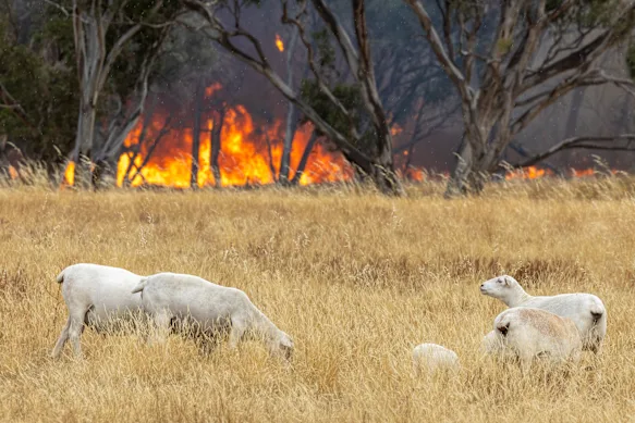 Des moutons paissent près d’un feu de brousse à Longwood East, dans le nord-est de Victoria, en janvier.