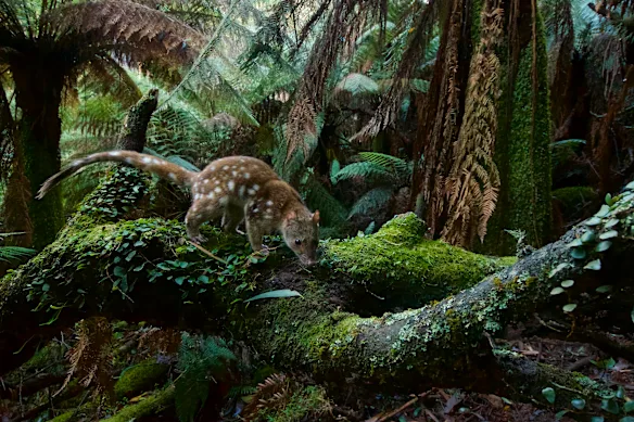 Un tigre dans le parc national de Monga, dans le sud de la Nouvelle-Galles du Sud. Photo prise avec un piège photographique.