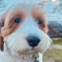 Posséder un chien : la réalité d&rsquo;élever un animal anxieux et les leçons apprises en cours de route