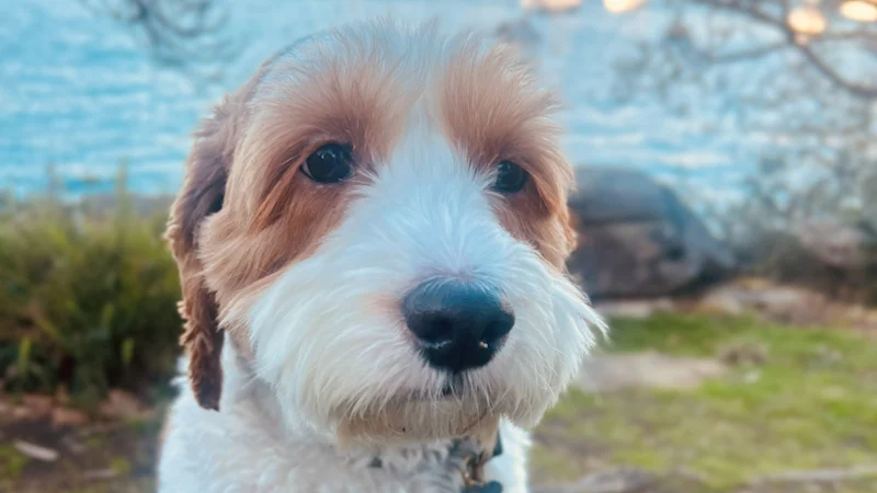 Posséder un chien : la réalité d'élever un animal anxieux et les leçons apprises en cours de route