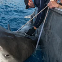 Requins tigres de l&rsquo;île Norfolk : pourquoi l&rsquo;île Norfolk possède les plus grands requins tigres du monde