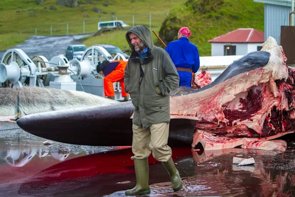 Kristján Loftsson lors du dépeçage d'un rorqual commun dans la station balnéaire de Hvalfjordur.