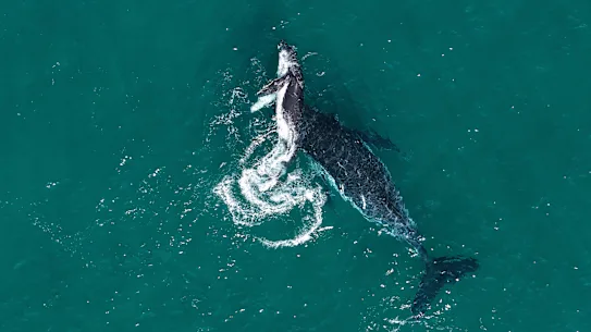 Une mère et son petit – non impliqués dans la nouvelle étude – jouant au large de Byron Bay. Les baleines à bosse ont des liens maternels forts et ont été observées manifestant de possibles « comportements de chagrin » envers un veau mort.