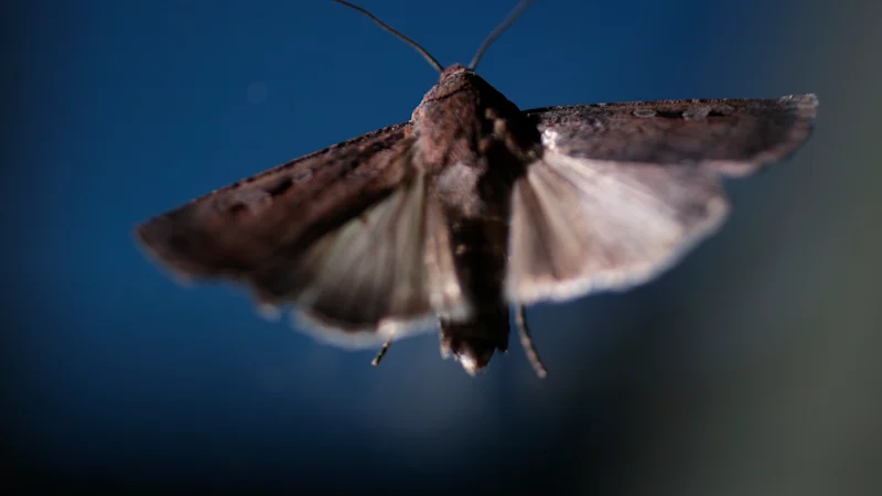 Papillons Bogong : pourquoi l'espèce en voie de disparition fait un retour surprenant en Nouvelle-Galles du Sud et à Sydney
