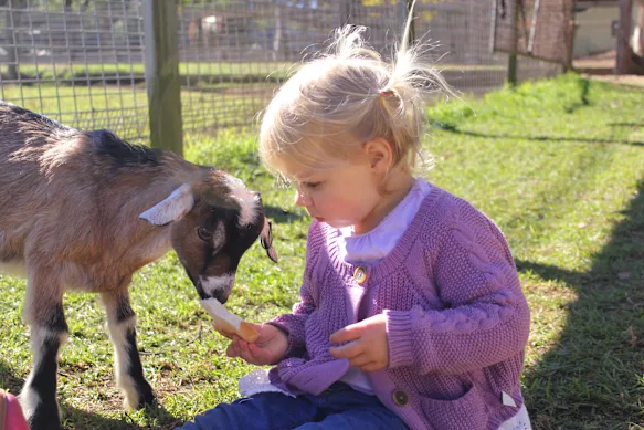 Animaux de ferme.