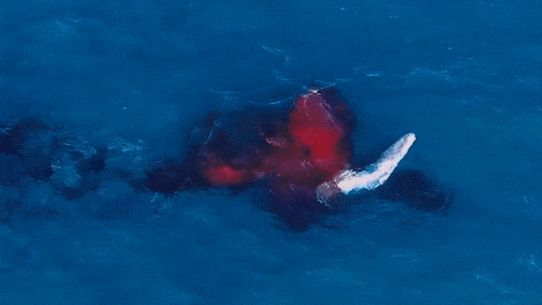 Naissance d'une baleine à bosse.