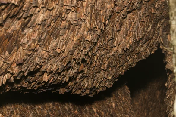 Vous pensez qu'il y a beaucoup de mites chez vous ? La photo montre un regroupement de papillons bogong dans une grotte des Brindabella Ranges, à l’ouest de Canberra. 
