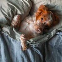 Votre animal dort sur votre lit ? Vous avez probablement besoin de ces conseils de nettoyage