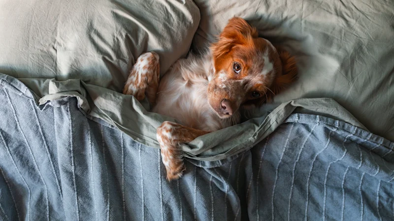 Votre animal dort sur votre lit ? Vous avez probablement besoin de ces conseils de nettoyage