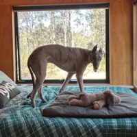 Voyage adapté aux chiens : comment planifier un week-end avec votre animal de compagnie