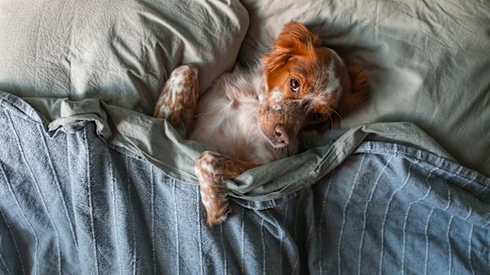 Votre animal dort entre les draps ? Espérons qu'ils soient lavés régulièrement.