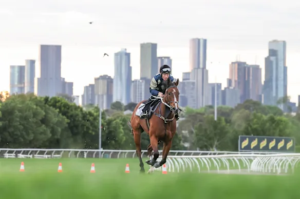 Le jockey Ben Melham donne à Birdman, entraîné par Chris Waller, un coup sûr à Flemington avant le Cox Plate.