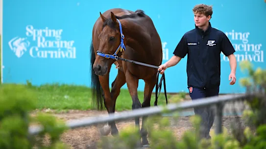 Hopewell Rock est entré dans les calculs de la Melbourne Cup.