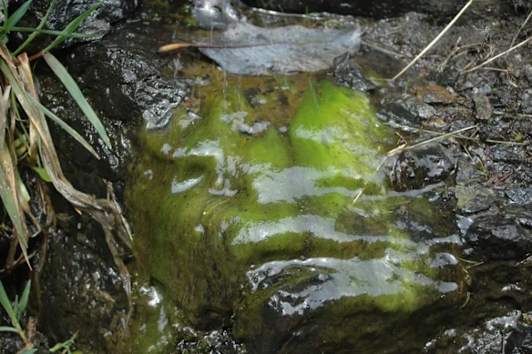 Laide de nom, laide par nature : la morve de roche est un ajout indésirable à la plupart des environnements.